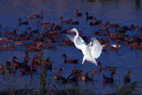 公众号大V如何写作?