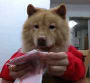 一颗冉冉升起的新星 “表情包营销”该怎么玩?