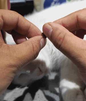 古希腊猫猫神的侍者 动图 给您放一放脑子里的水
