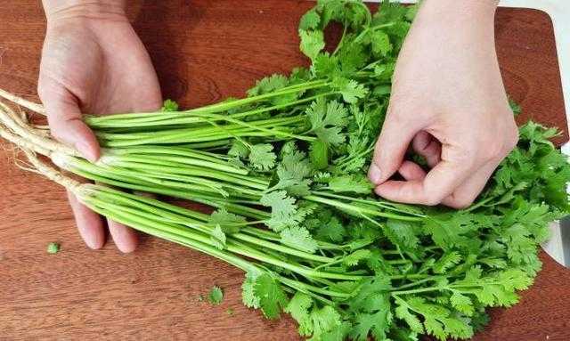 香菜怎么冷冻保存新鲜不烂(新鲜香菜长期保存方法)