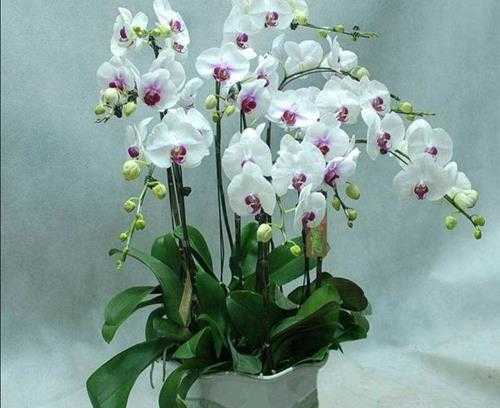 蝴蝶兰一天中几点开花（蝴蝶兰为什么在夜间开花）