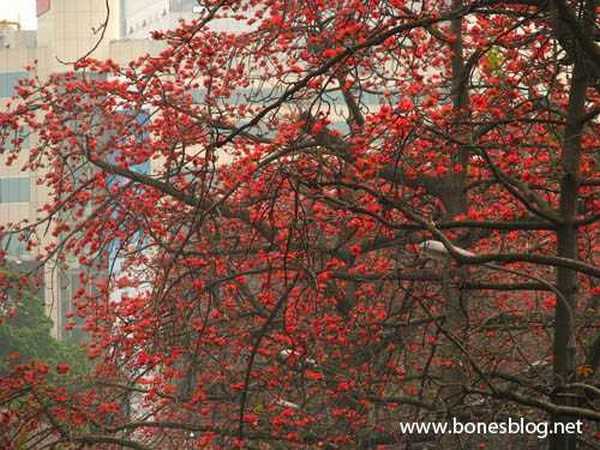 Photoshop实例教程:大树红花照片处理